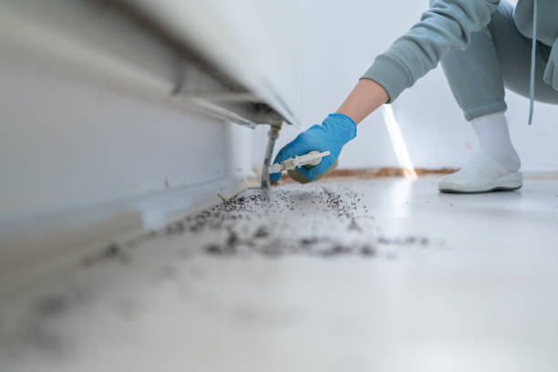 Best Mosquito Control Services  in Bonners Ferry, ID